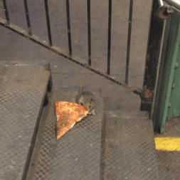 21986880546_a651fe93bd_o